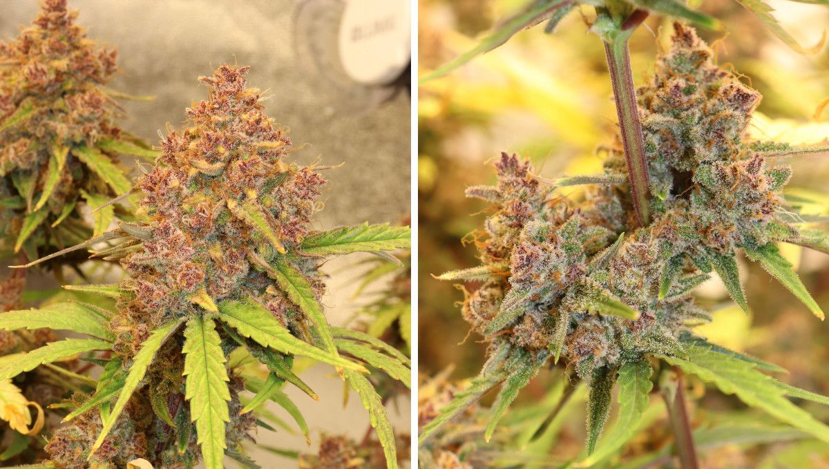 Banana Purple Punch Auto Cannabissorte: Reifung und Ernte | Wochen 10- | Reife, hellviolette Blüten oben und in der Mitte Banana Purple Punch Auto Cannabissorte: Reifung und Ernte | Wochen 10- | Reife, hellviolette Blüten oben und in der Mitte