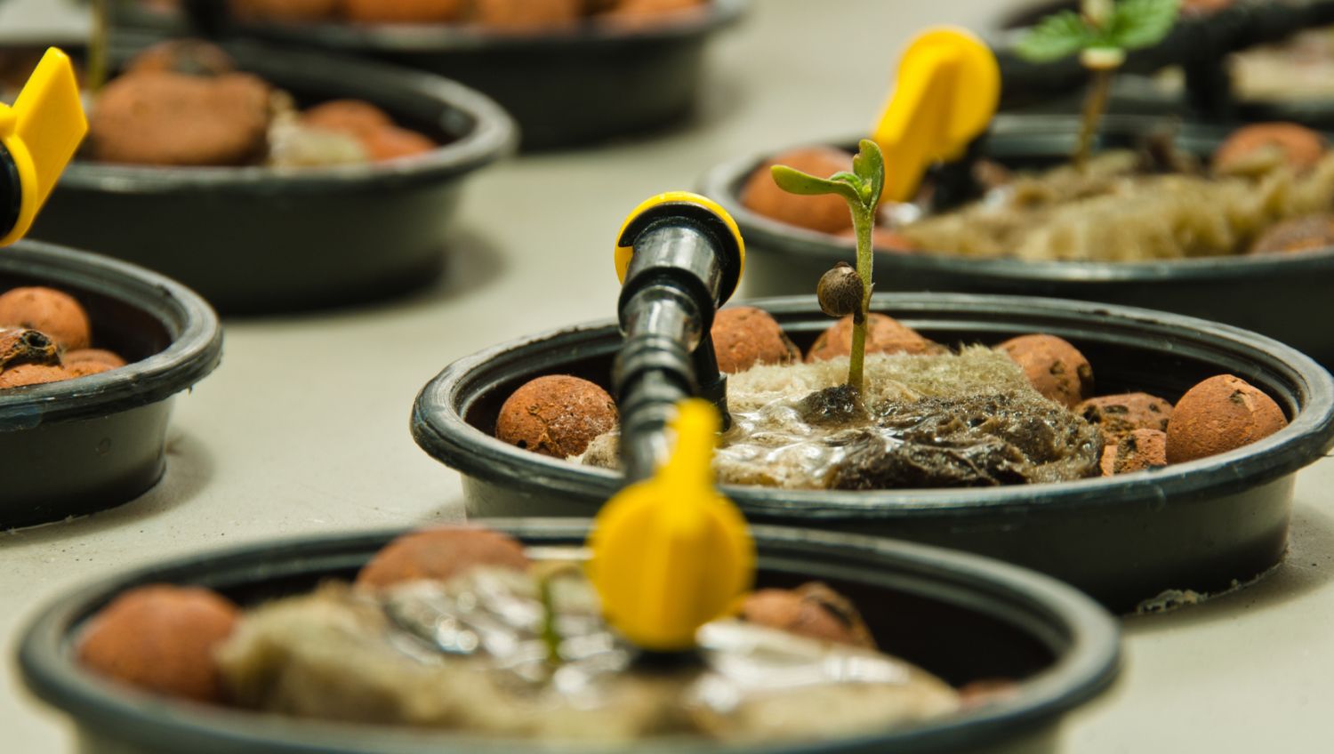 Der ultimative Leitfaden zur Bewässerung deiner Cannabispflanzen: Umweltfaktoren und Bewässerungshäufigkeit Der ultimative Leitfaden zur Bewässerung deiner Cannabispflanzen: Umweltfaktoren und Bewässerungshäufigkeit