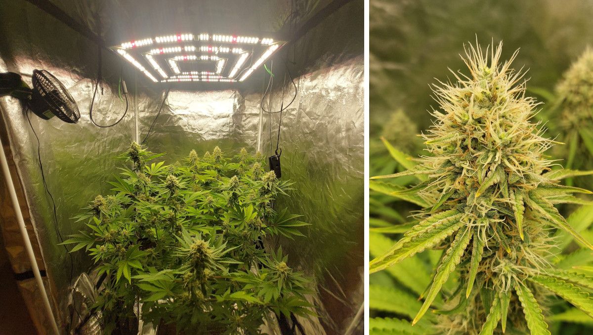 Orange Sherbet FF cannabis strain: ripening and harvest | weeks 12 | maturing plants under a LED quantum board and a closeup of one of the buds Orange Sherbet FF cannabis strain: ripening and harvest | weeks 12 | maturing plants under a LED quantum board and a closeup of one of the buds