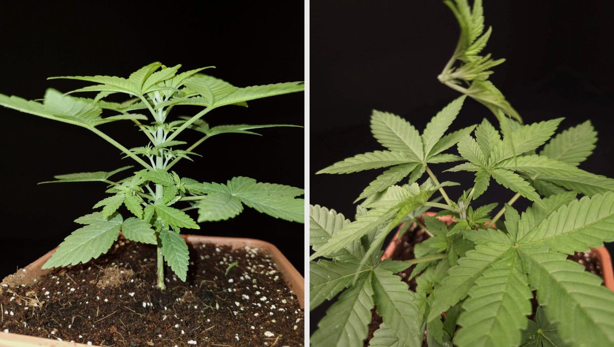 Wedding Cheesecake FF cannabis strain: mid veg | weeks 3-6 | a young plant with side branches forming at the nodes gets topped Wedding Cheesecake FF cannabis strain: mid veg | weeks 3-6 | a young plant with side branches forming at the nodes gets topped