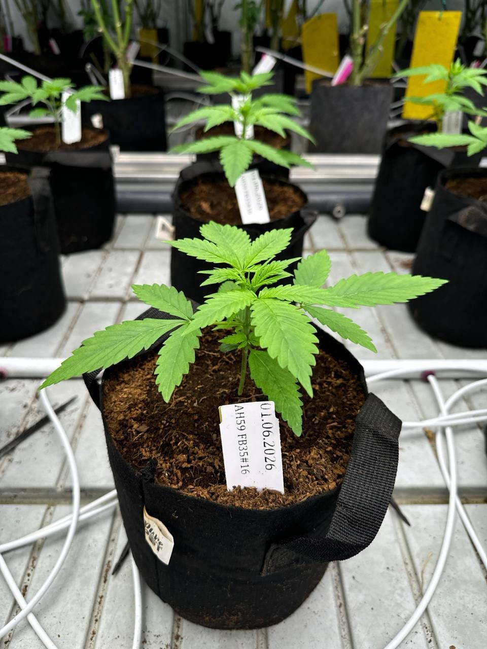 Gorilla Cookies Auto