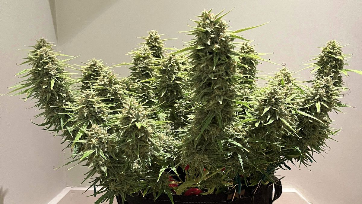 Amnesia Z Auto cannabis strain: ripening and harvest | weeks 10 | a leafy, multi-top plant defoliated before the harvest Amnesia Z Auto cannabis strain: ripening and harvest | weeks 10 | a leafy, multi-top plant defoliated before the harvest