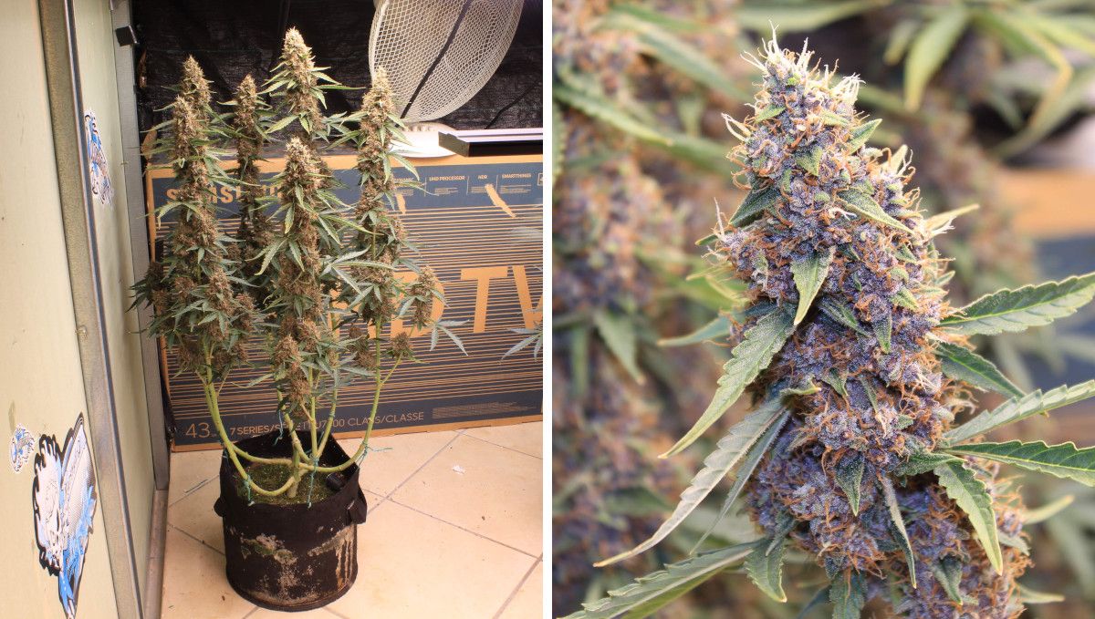 Skywalker OG Auto cannabis strain: ripening and harvest | weeks 10 | an indoor plant with a lollipopped lower part and about six long, fat colas and a closeup of an almost mature cola Skywalker OG Auto cannabis strain: ripening and harvest | weeks 10 | an indoor plant with a lollipopped lower part and about six long, fat colas and a closeup of an almost mature cola