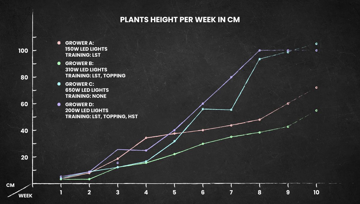 Purple Lemonade FF cannabis strain: height chart for the whole life cycle Purple Lemonade FF cannabis strain: height chart for the whole life cycle