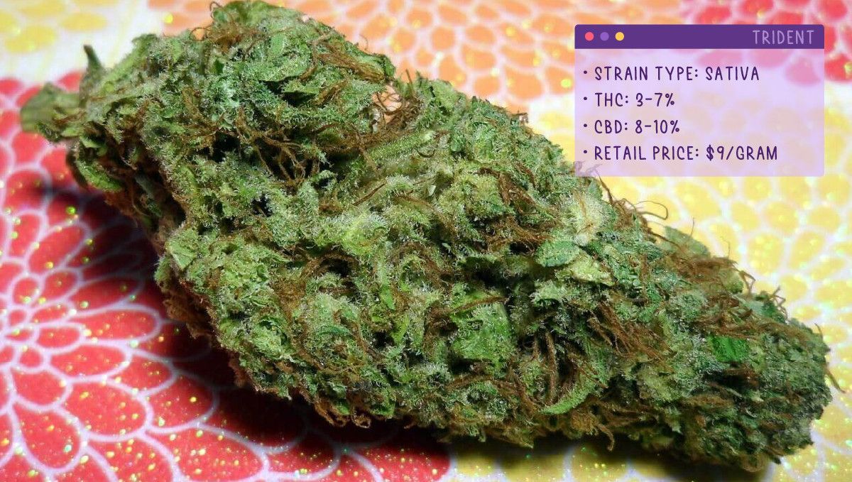 Best Weed Strains for Anxiety: Trident