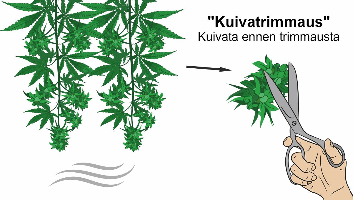 Miten kuivattaa kannabista: kuivatrimmaus