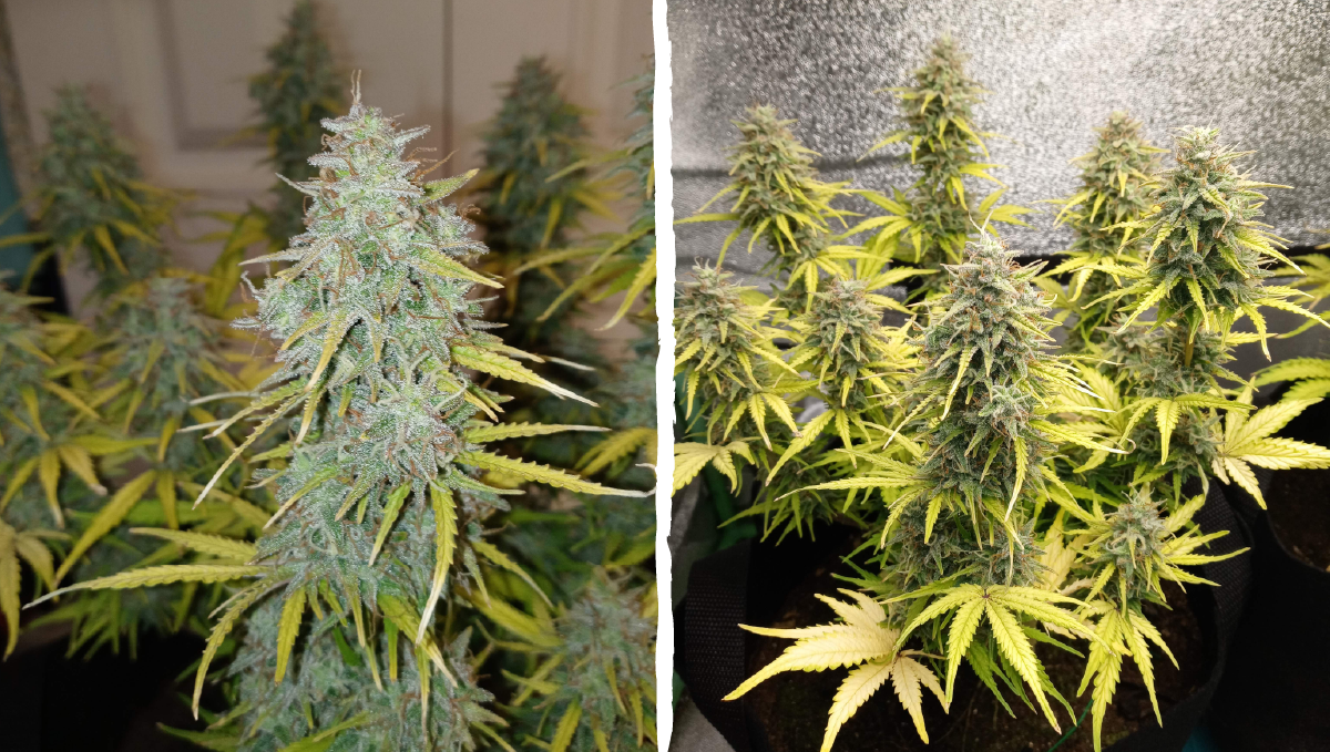 Cinderella auto week-by-week guide: flowering stage week 7 Cinderella auto week-by-week guide: flowering stage week 7