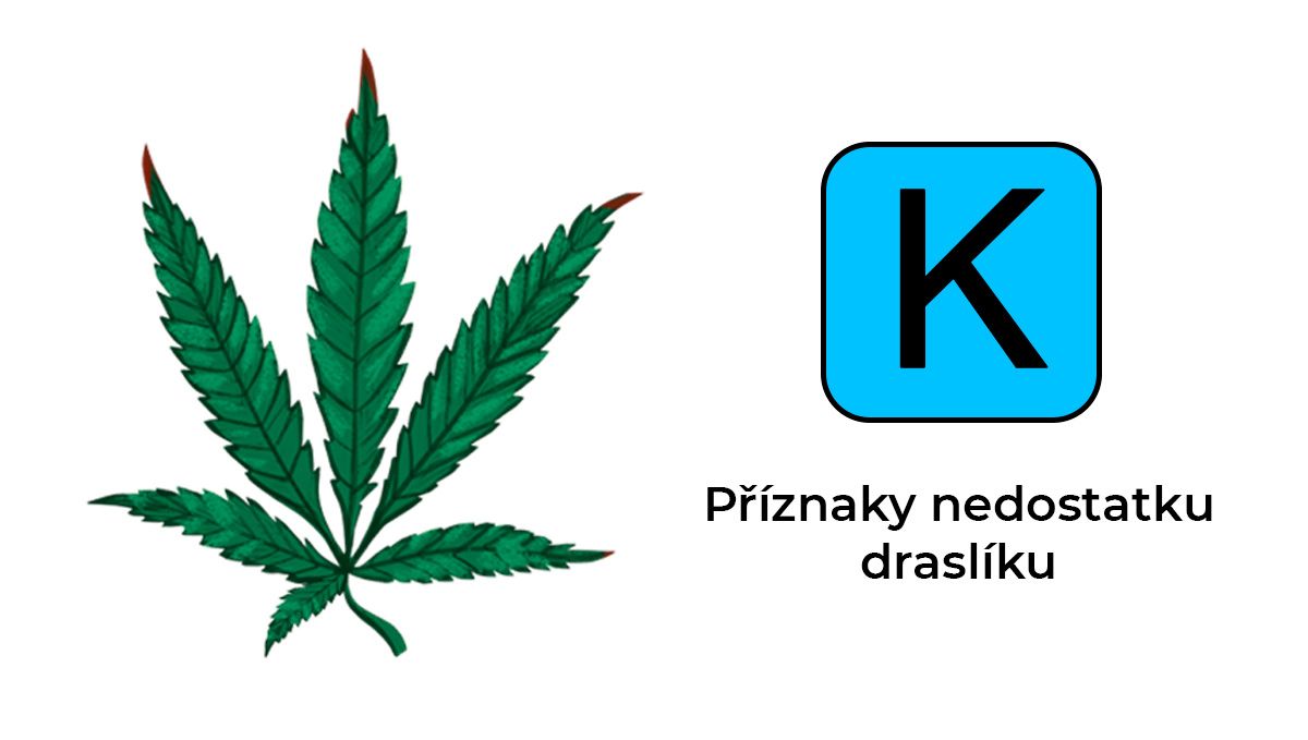 Nedostatek konopných živin: draslík Nedostatek konopných živin: draslík