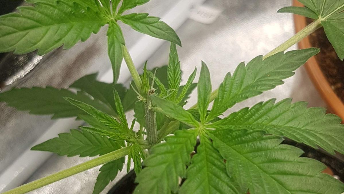 Orange Sherbet FF cannabis strain: transition (pre-flower) | week 7 | the first pistils showing where the top was removed Orange Sherbet FF cannabis strain: transition (pre-flower) | week 7 | the first pistils showing where the top was removed