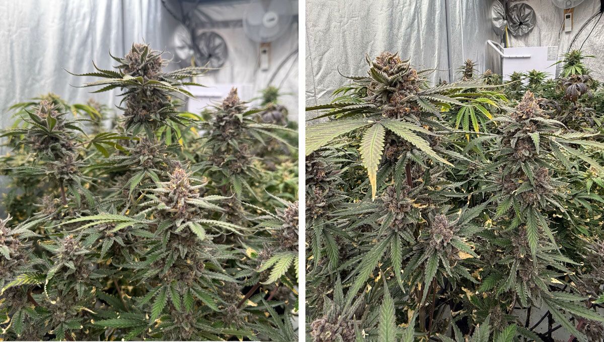 3.jpg PreHarvest