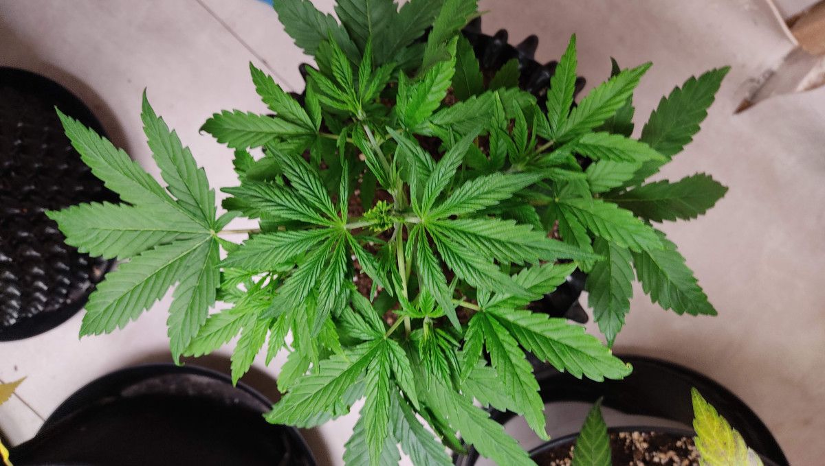 Pineapple Express Auto cannabis strain: mid veg | weeks 3-4 | a lush, vigorous, and healthy looking autoflower with the main top removed Pineapple Express Auto cannabis strain: mid veg | weeks 3-4 | a lush, vigorous, and healthy looking autoflower with the main top removed