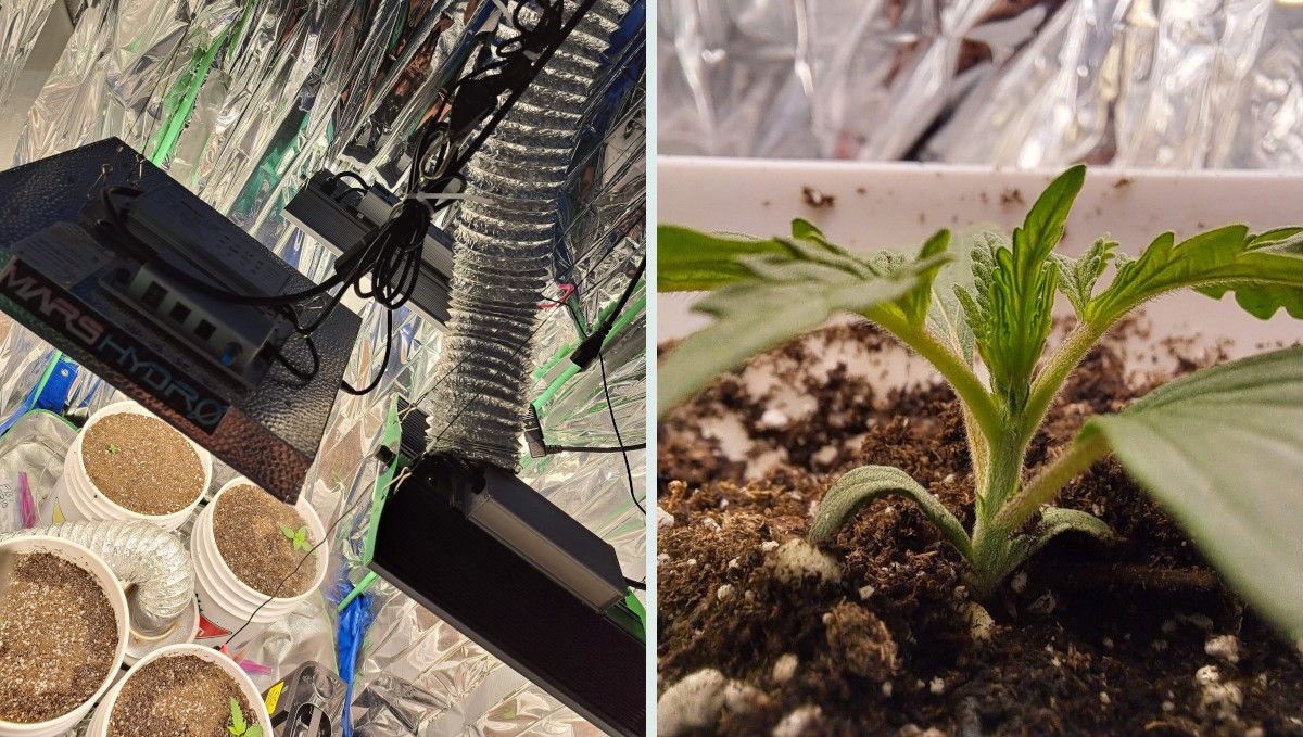 Tropicana Cookies Auto cannabis strain: early veg | week 2 | a shot of an indoor setup with grow lights and a young cannabis plant Tropicana Cookies Auto cannabis strain: early veg | week 2 | a shot of an indoor setup with grow lights and a young cannabis plant