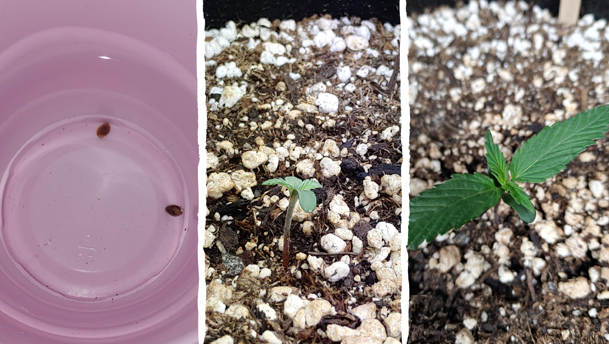 Blueberry auto week-by-week guide: germination Blueberry auto week-by-week guide: germination