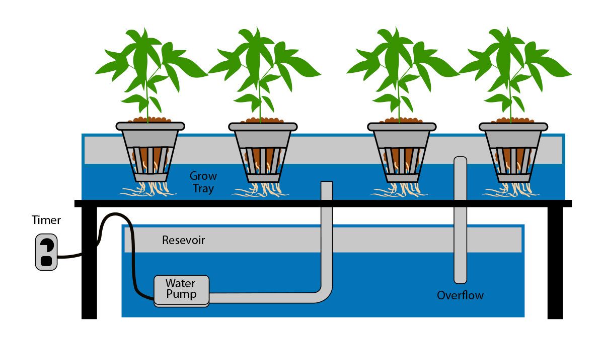 Wie man autoflowering Cannabispflanzen in Hydroponik-Systemen anbaut: Ebb and Flow Wie man autoflowering Cannabispflanzen in Hydroponik-Systemen anbaut: Ebb and Flow