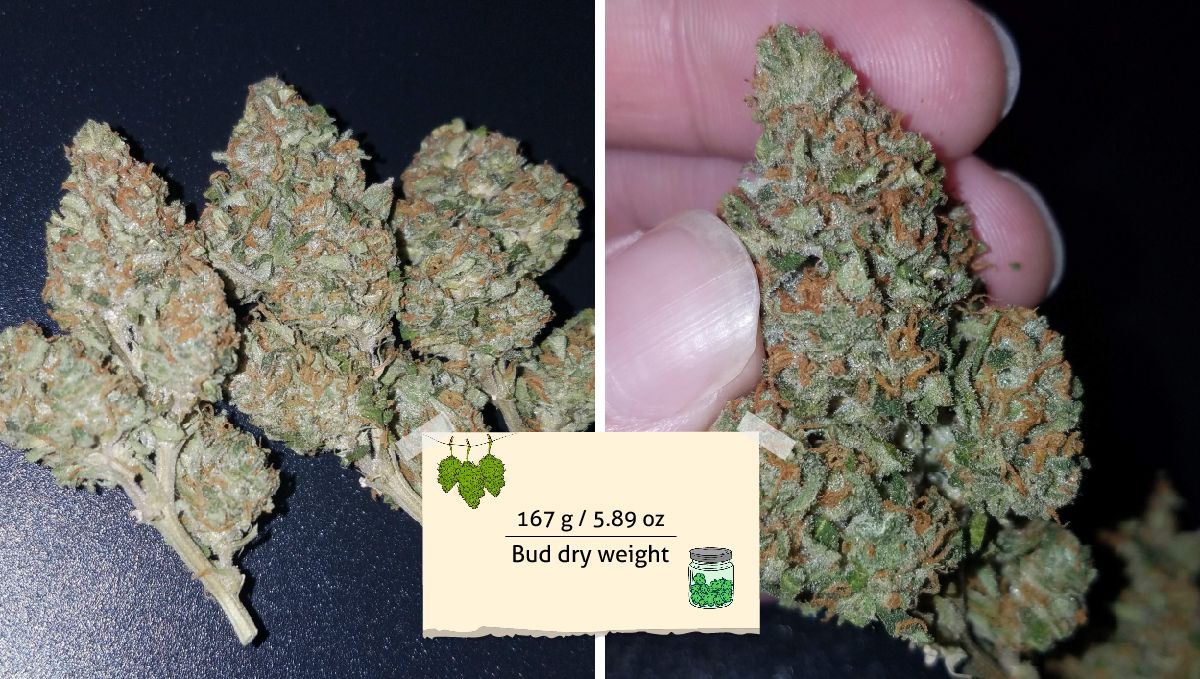 Pineapple Express Auto cannabis strain outcome: several compact and dense dry buds lying on the table and a grower's fingers holding one such bud Pineapple Express Auto cannabis strain outcome: several compact and dense dry buds lying on the table and a grower's fingers holding one such bud