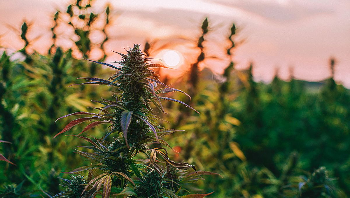 Are autoflowers worth it? light cycle