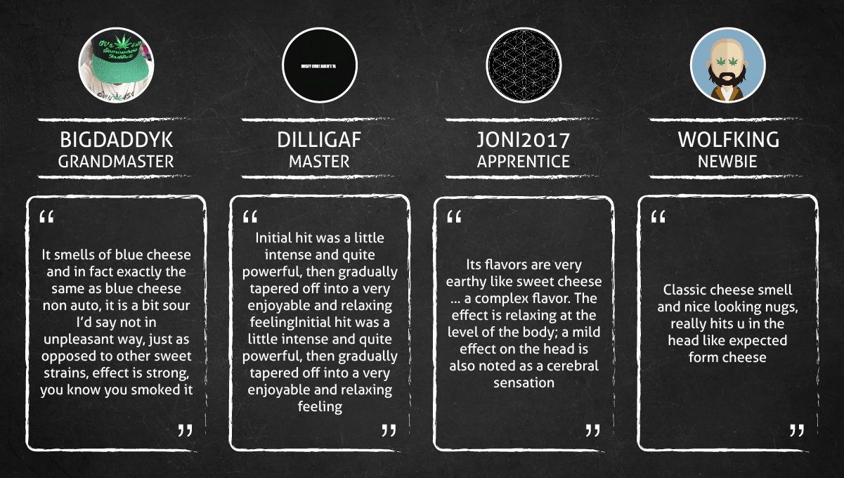 Blueberry Cheese Auto cannabis strain: smokers’ quotes