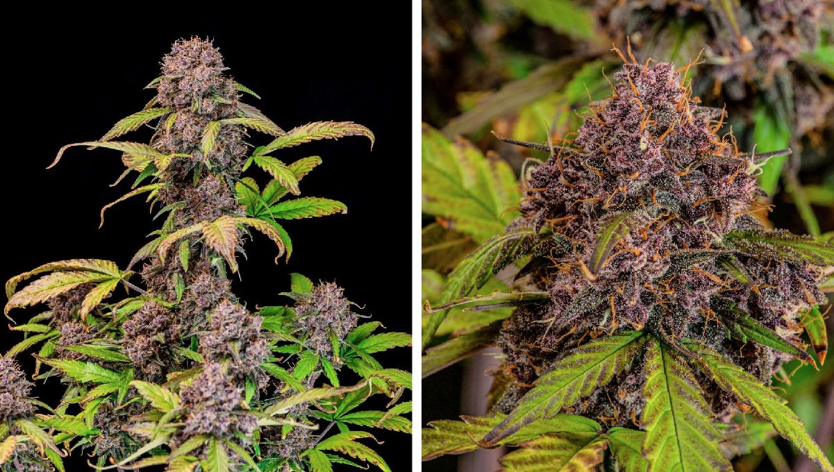 Top 10 Best Outdoor Autoflower Seeds UK 2024: Lemon cherry cookies auto Top 10 Best Outdoor Autoflower Seeds UK 2024: Lemon cherry cookies auto