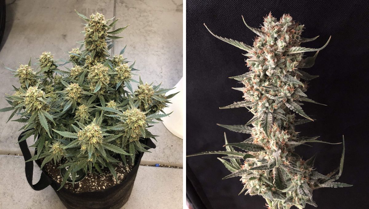 Girl Scout Cookies Auto Cannabis Strain Week-by-Week Guide: A marijuana plant grown indoors and ready to be chopped, and a closeup of a cut mature cola Girl Scout Cookies Auto Cannabis Strain Week-by-Week Guide: A marijuana plant grown indoors and ready to be chopped, and a closeup of a cut mature cola