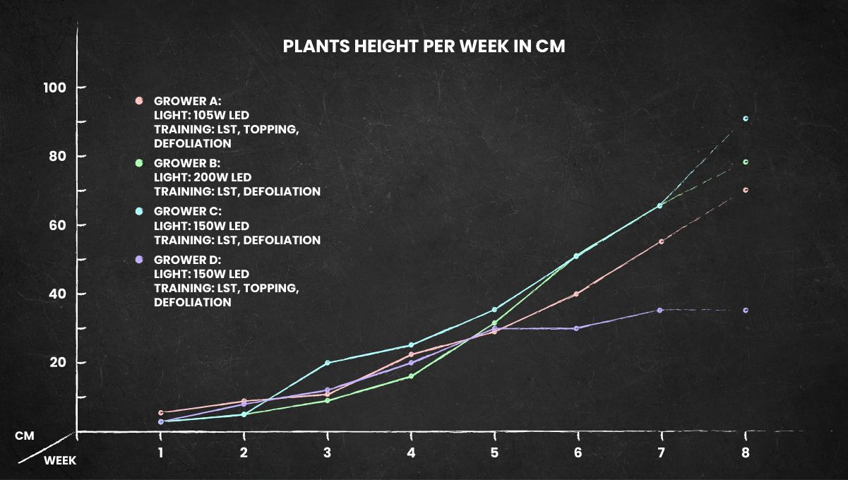 Amnesia Z Auto cannabis strain: height chart for the whole life cycle Amnesia Z Auto cannabis strain: height chart for the whole life cycle