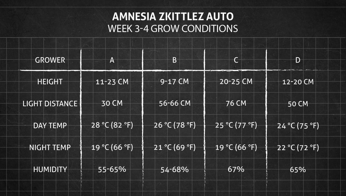 Amnesia Z Auto cannabis strain: weeks 3-4 grow conditions Amnesia Z Auto cannabis strain: weeks 3-4 grow conditions