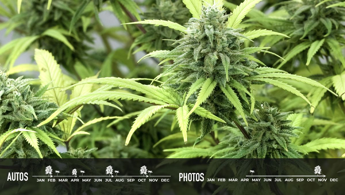 Why should beginners grow autoflowers?: produces more harvests Why should beginners grow autoflowers?: produces more harvests