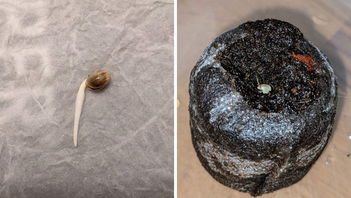 Critical Kush Auto cannabis strain: germination and seedling stage | week 1 | a seed with the long straight taproot lying on a moist paper towel and the same seed inserted into a jiffy plug