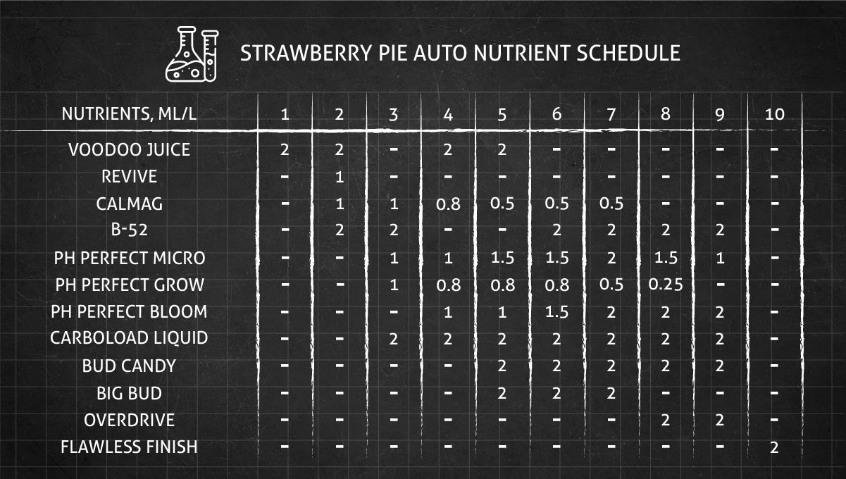 Strawberry Pie Auto Cannabis Strain Week-by-Week Guide: An autoflower feeding chart, weeks 1-10 Strawberry Pie Auto Cannabis Strain Week-by-Week Guide: An autoflower feeding chart, weeks 1-10