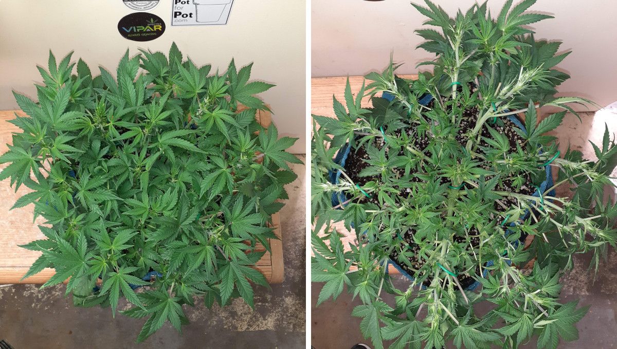 Tropicana Cookies Auto cannabis strain: early flower | weeks 6-7 | an indoor cannabis plant trained as a sundial and heavily defoliated Tropicana Cookies Auto cannabis strain: early flower | weeks 6-7 | an indoor cannabis plant trained as a sundial and heavily defoliated