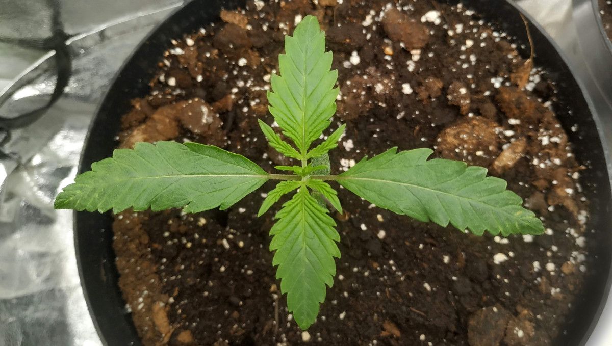 Strawberry Gorilla Auto Cannabissorte: frühe Wachstumsphase | Woche 2 | Ein junger Cannabissämling am Tag 8 Strawberry Gorilla Auto Cannabissorte: frühe Wachstumsphase | Woche 2 | Ein junger Cannabissämling am Tag 8