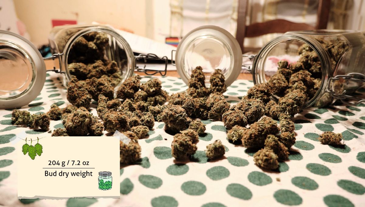 Orange Sherbet FF cannabis strain: yield | a bunch of medium-sized dry nuggets spilled onto a table from glass jars Orange Sherbet FF cannabis strain: yield | a bunch of medium-sized dry nuggets spilled onto a table from glass jars