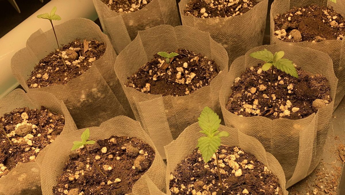 Liberty Haze Cannabis Strain Week-by-Week Guide: 9 transparent non-woven nursery bags with 1-week-old weed seedlings