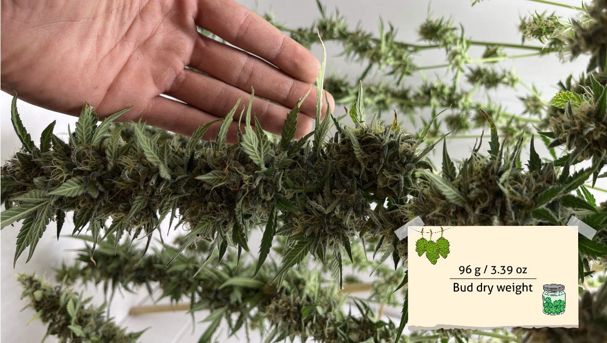 Six Shooter Auto cannabis strain: yield | a grower's hand as he demonstrates the length of colas