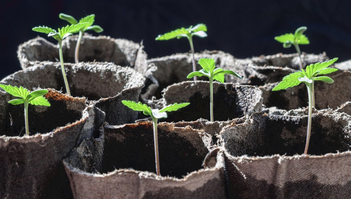 Cannabis plants anatomy: the seedling stage Cannabis plants anatomy: the seedling stage