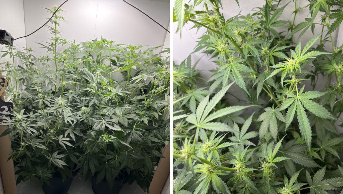 Six Shooter Auto cannabis strain: early flower | weeks 6-7 | an indoor marijuana plant with a stretchy and open bush structure and many small buds