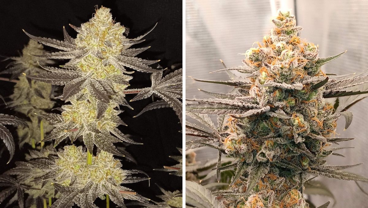 Tropicana Cookies FF cannabis strain: ripening and harvest | weeks 12 | two very mature, resin-drenched colas