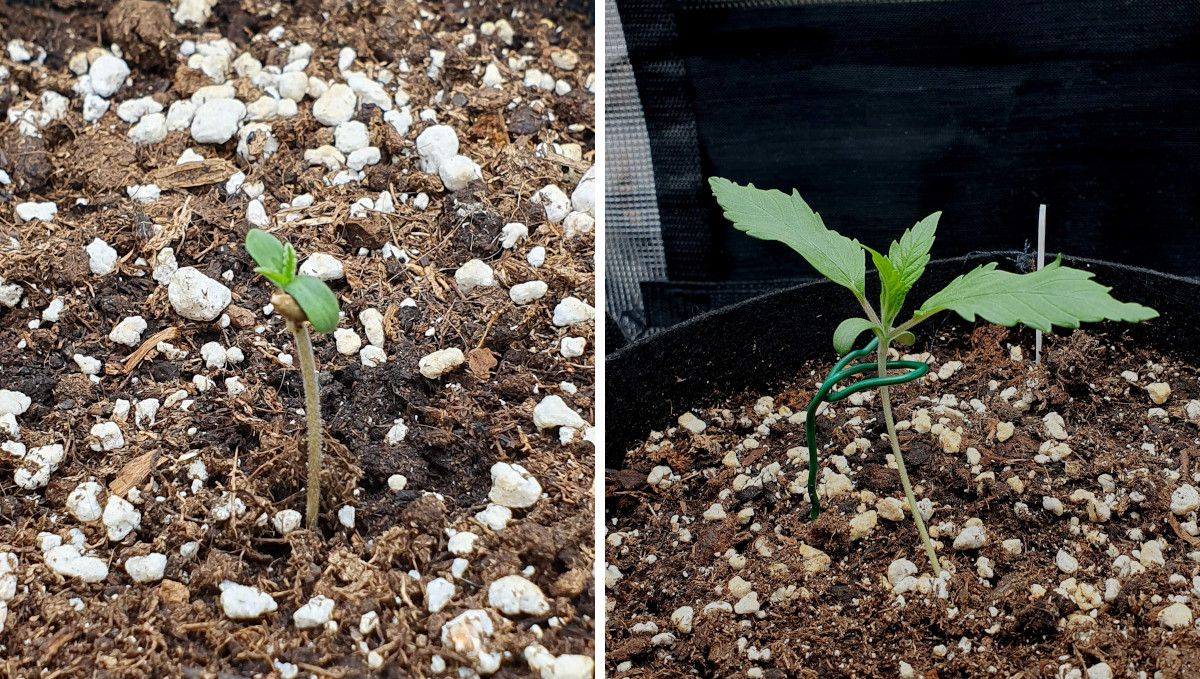 Tropicana Cookies FF cannabis strain: germination and seedling stage | week 1 | progress through the first week