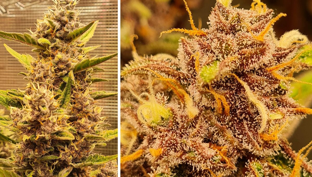 Banana Purple Punch Auto Cannabissorte: mittlere Blüte (Bulk-Phase) | Wochen 7-8 | eine reifende Cola und eine Nahaufnahme von mit Trichomen bedeckten Kelchen Banana Purple Punch Auto Cannabissorte: mittlere Blüte (Bulk-Phase) | Wochen 7-8 | eine reifende Cola und eine Nahaufnahme von mit Trichomen bedeckten Kelchen