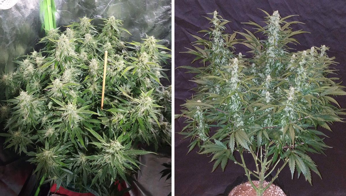 Green Crack Auto cannabis strain: mid flower (bulk phase) | weeks 8-9 | a side-by-side comparison of plants with roundish and spear-shaped and foxtailing buds