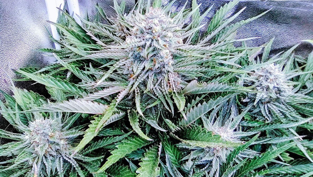 Strawberry Pie Auto Cannabis Strain Week-by-Week Guide: Extremely frosty autoflowering colas Strawberry Pie Auto Cannabis Strain Week-by-Week Guide: Extremely frosty autoflowering colas