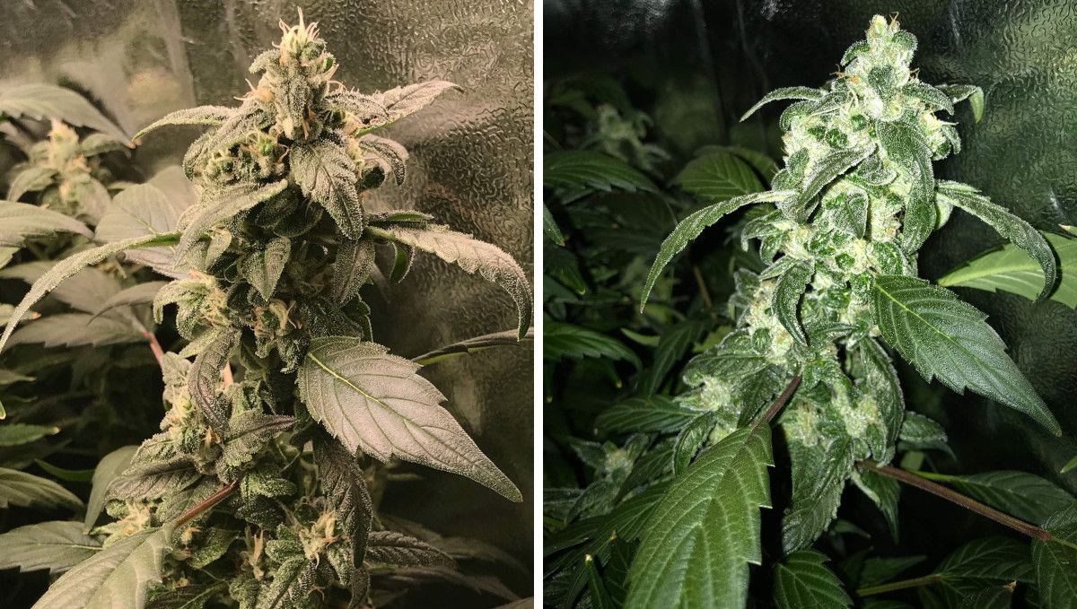 Vanilla Kush cannabis strain: ripening and harvest | weeks 14-15 Vanilla Kush cannabis strain: ripening and harvest | weeks 14-15