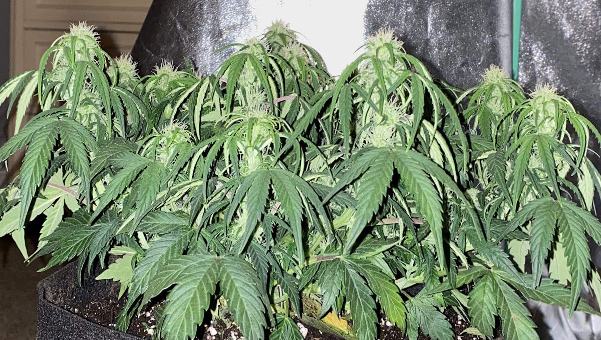 Skunk Auto Cannabis-Sorte Wochen-für-Wochen-Anleitung: Eine indoor angebaute Cannabispflanze in den frühen Blütephasen mit müde wirkenden, herabhängenden Fächerblättern. Skunk Auto Cannabis-Sorte Wochen-für-Wochen-Anleitung: Eine indoor angebaute Cannabispflanze in den frühen Blütephasen mit müde wirkenden, herabhängenden Fächerblättern.