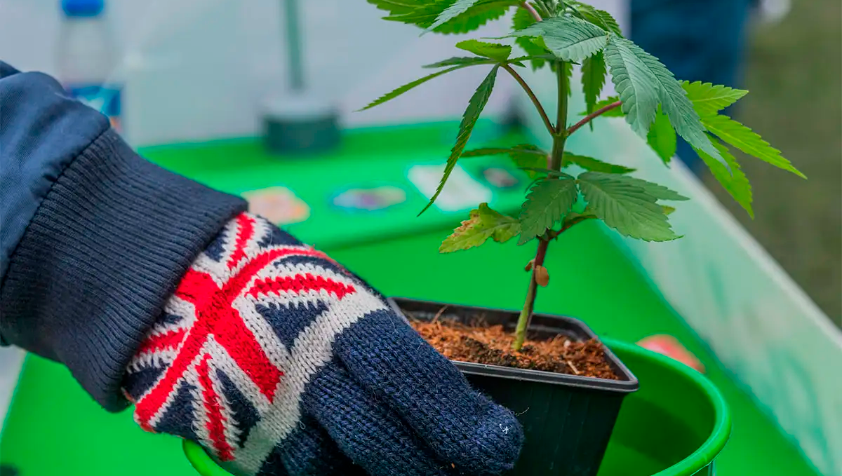 Weed in the uk: growing Weed in the uk: growing