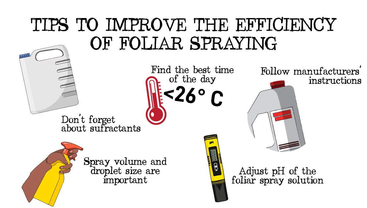 Foliar feeding guide: tips to improve foliar feeding efficiency Foliar feeding guide: tips to improve foliar feeding efficiency