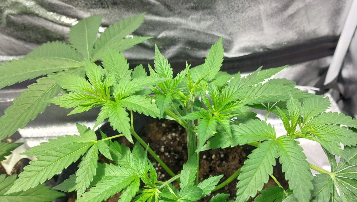 Purple Lemonade FF cannabis strain: mid veg | weeks 3-6 | a topped vegging weed plant Purple Lemonade FF cannabis strain: mid veg | weeks 3-6 | a topped vegging weed plant