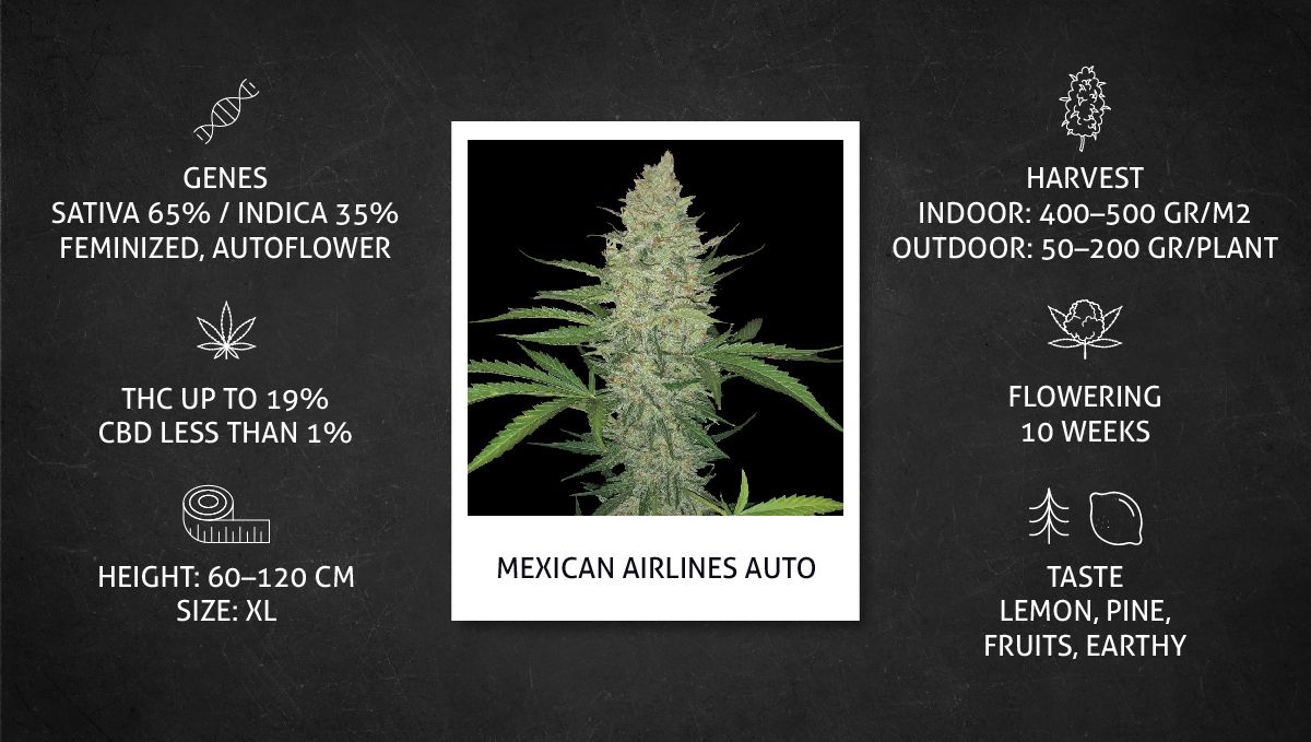 Mexican Airlines Auto cannabis strain: specs sheet