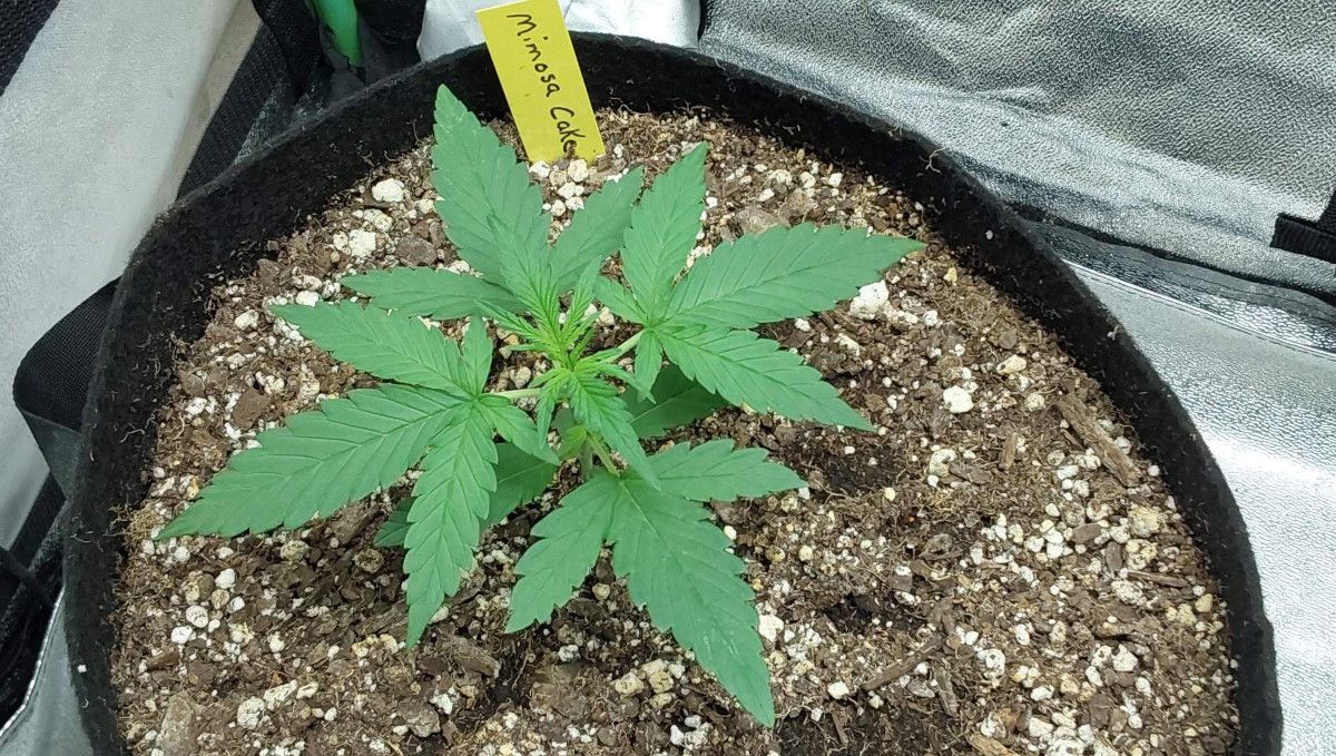 Mimosa Cake Auto cannabis strain: early veg | week 2 | a small indoor weed plant in a grow bag Mimosa Cake Auto cannabis strain: early veg | week 2 | a small indoor weed plant in a grow bag