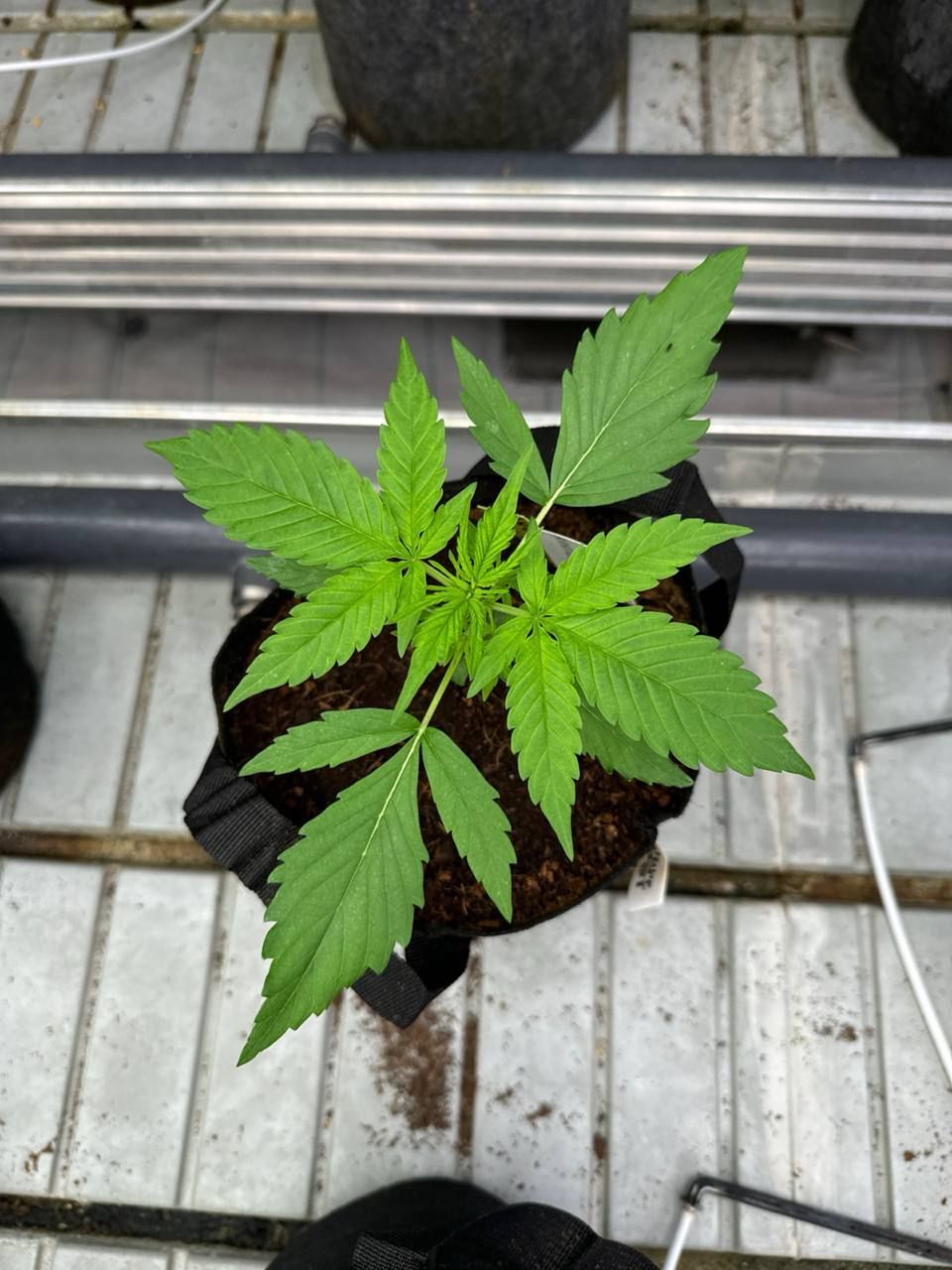 Gorilla Cookies Auto