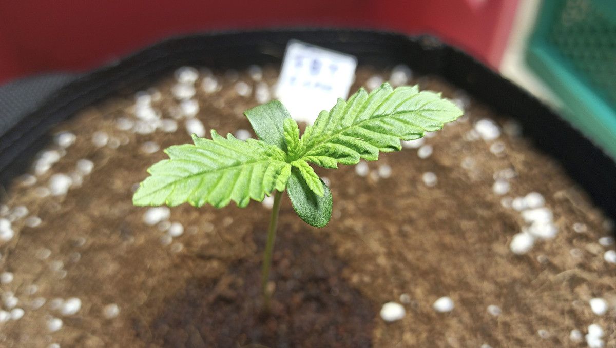 Mimosa Cake Auto cannabis strain: germination and seedling stage | week 1 | a week-old seedling in a fabric grow bag Mimosa Cake Auto cannabis strain: germination and seedling stage | week 1 | a week-old seedling in a fabric grow bag
