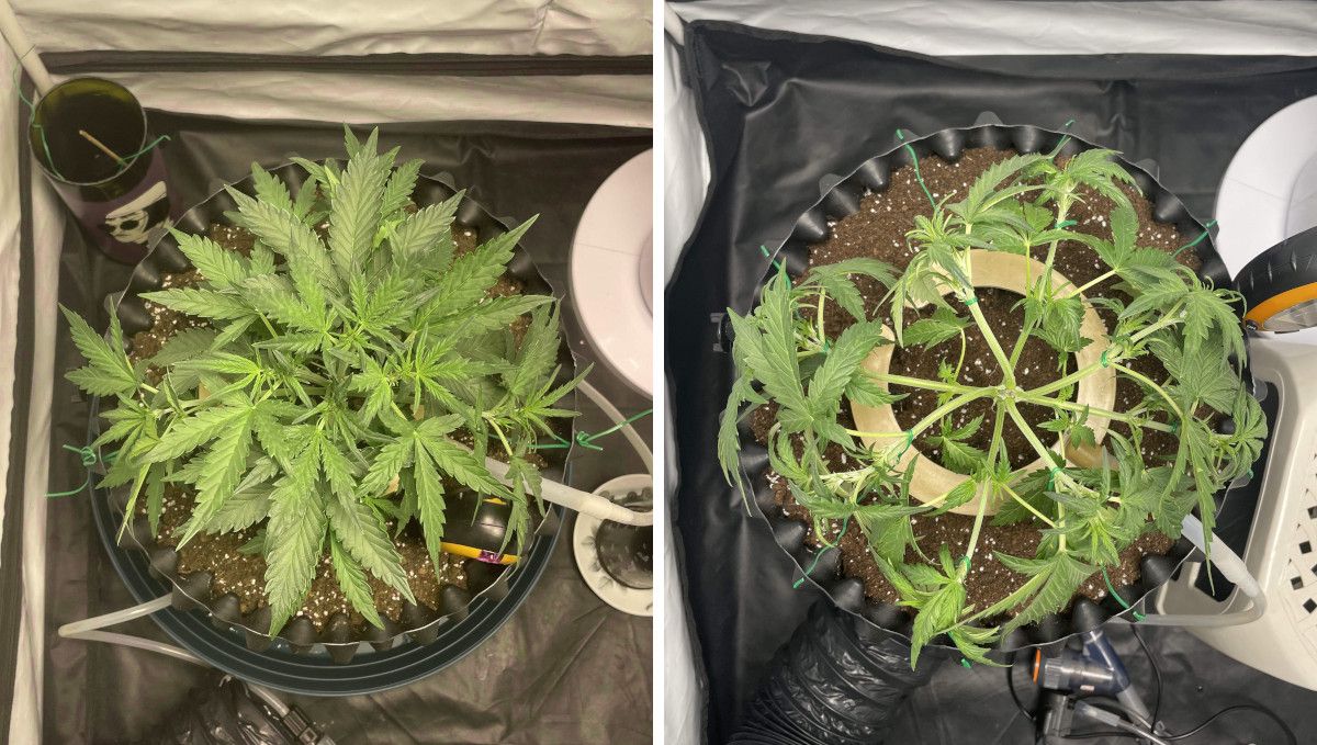 Mexican Airlines Auto cannabis strain: mid veg | weeks 3-4 | an autoflower before and after a heavy defoliation and mainlining round
